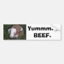 Search for beef bumper stickers Cattle