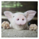 Search for piglet tiles Animal