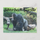 Search for silverback gorilla postcards Zoo