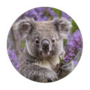 Search for koala cookware Wildlife