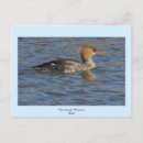 Search for merganser duck Ducks