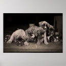 Search for boxer puppy posters Cute