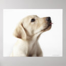 Search for curiosity art Dog