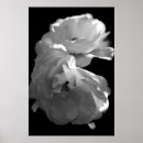 Search for white rose photography Sympathy