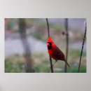 Search for cardinal posters Autumn