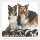 Search for lying down stickers Domestic animals
