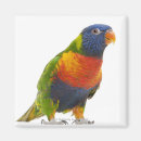Search for lorikeet magnets Bird