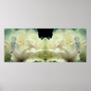 Search for white bloom posters Nature