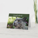 Search for maine coon cards Funny