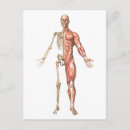 Search for ulna Arm