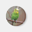 Search for budgie magnets Budgerigar
