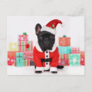 Search for close up view cards Pets