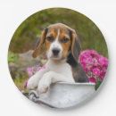 Search for beagle plates Puppy