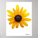 Search for susans posters Photography
