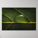 Search for photosynthesis posters Botanical