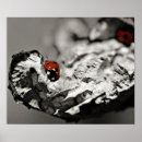 Search for lady beetles posters Ladybird