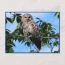 Search for hoot cards invites Wild