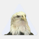 Search for eagle images stickers Nature