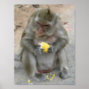 Search for macaque posters Ape