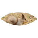 Search for nuts photography Nature