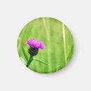Search for commons magnets Nature