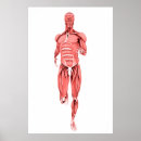 Search for arm muscle posters Biomedical illustrations