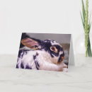 Search for features cards Cute