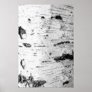 Search for birch bark posters White