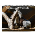 Search for koala calendars Wildlife