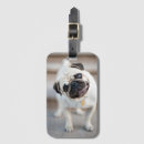 Search for pet pug accessories Cute