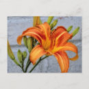 Search for daylily Daylilies
