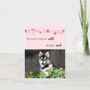 Search for husky cards Malamute