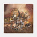 Search for lion predator magnets Big cats