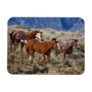 Search for quarter horses magnets Superstock