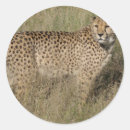 Search for cheetah stickers African