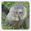Search for marmots stickers Cute