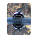 Search for pond turtle magnets Wildlife