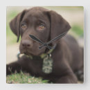 Search for laboratory clocks Cute