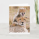 Search for baby cub cards Wildcat