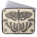 Search for lepidoptera Insect