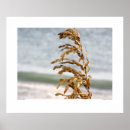 Search for sea oat posters Nature