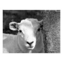 Search for black lamb posters Lambs