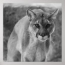 Search for white lion art Cougar
