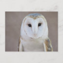 Search for barn owl postcards Beautiful