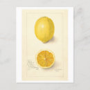 Search for watercolor drawing postcards Vintage