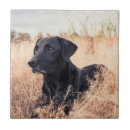 Search for labrador tiles Outdoors