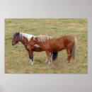 Search for pasture posters Horse