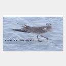 Search for seagull stickers Wildlife