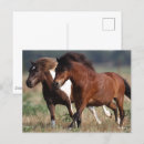 Search for shetland ponies postcards Bob langrish