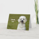 Search for poodle cards Canine